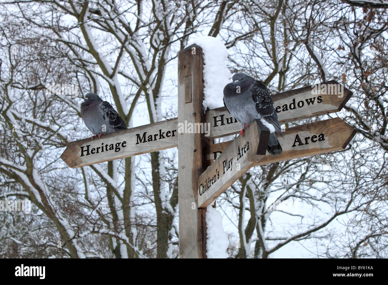 Pigeons in the snow, Sadler's Ride, Hurst Park, East Molesey, Surrey, England, Great Britain, United Kingdom, UK, Europe Stock Photo