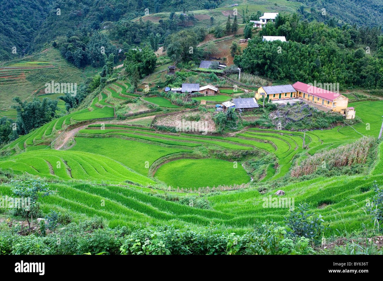 rice field terraces in Cat Cat village. Sapa, Lao Cai province, Vietnam Stock Photo