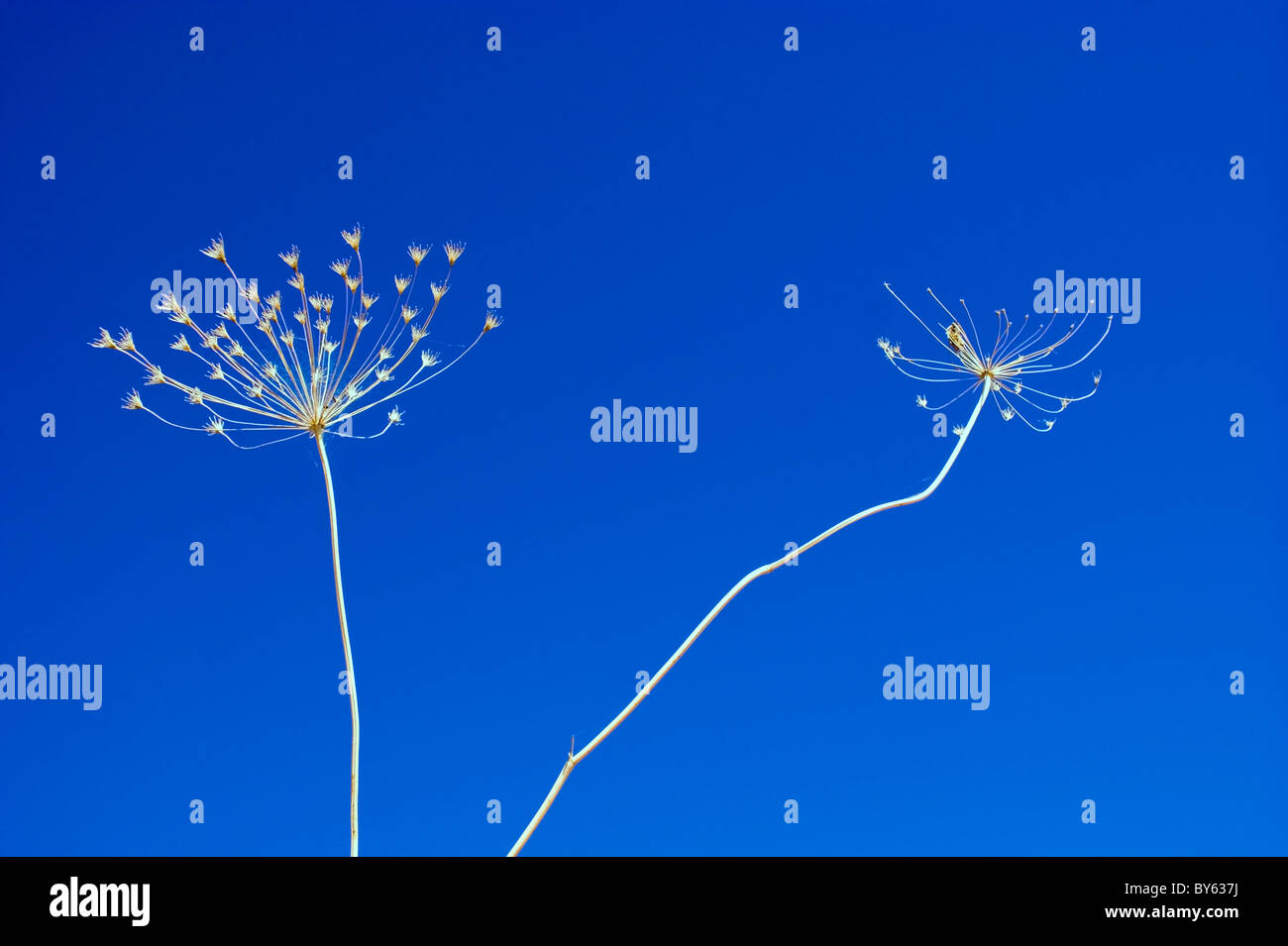 DRIED FLOWER ON IN A BLUE SKY Stock Photo - Alamy
