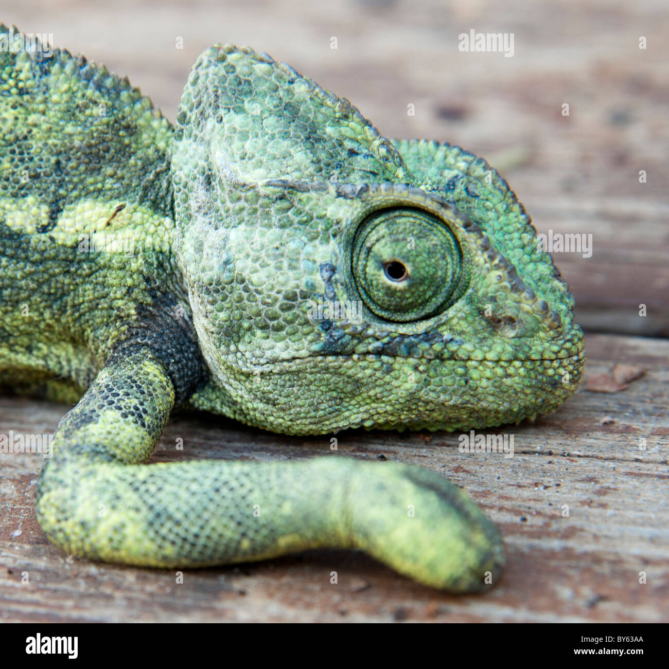 Common Chameleon (Chamaeleo chamaeleon), Stock Photo