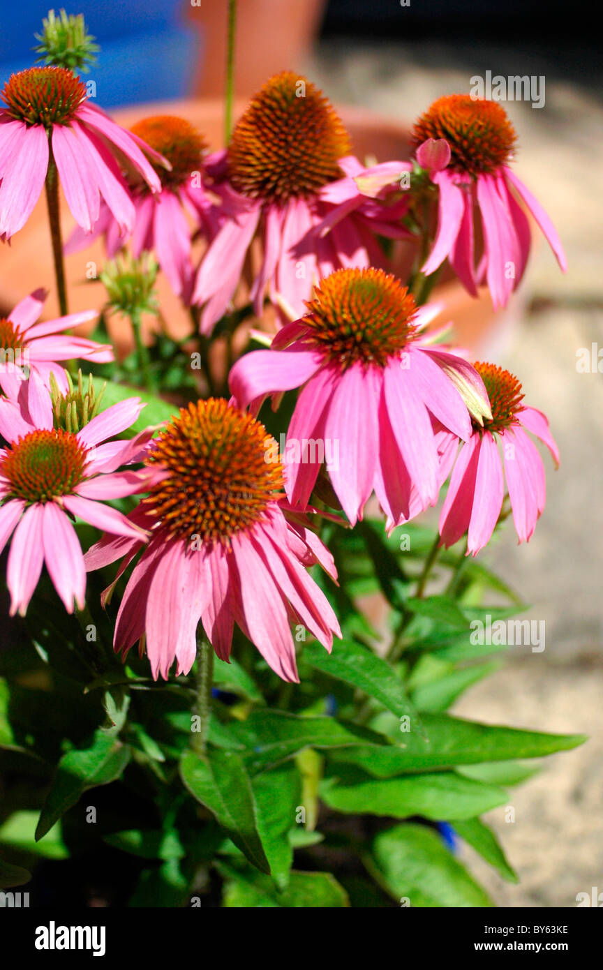 Echinacea plant in bloom in a garden in Surrey, UK Stock Photo Alamy