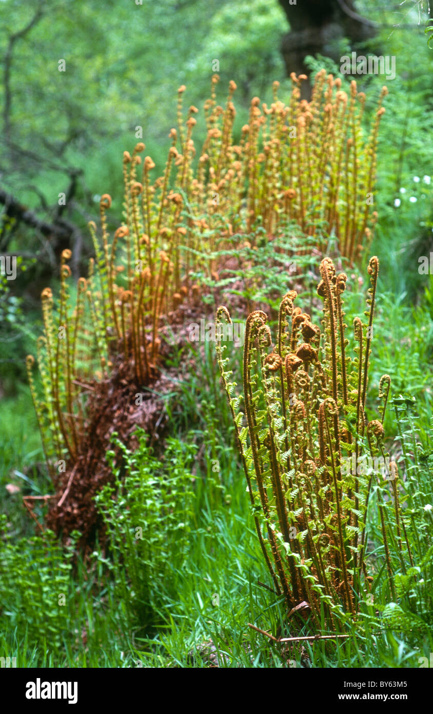 Scaly male fern, Dryopteris affinis, Derbyshire Stock Photo