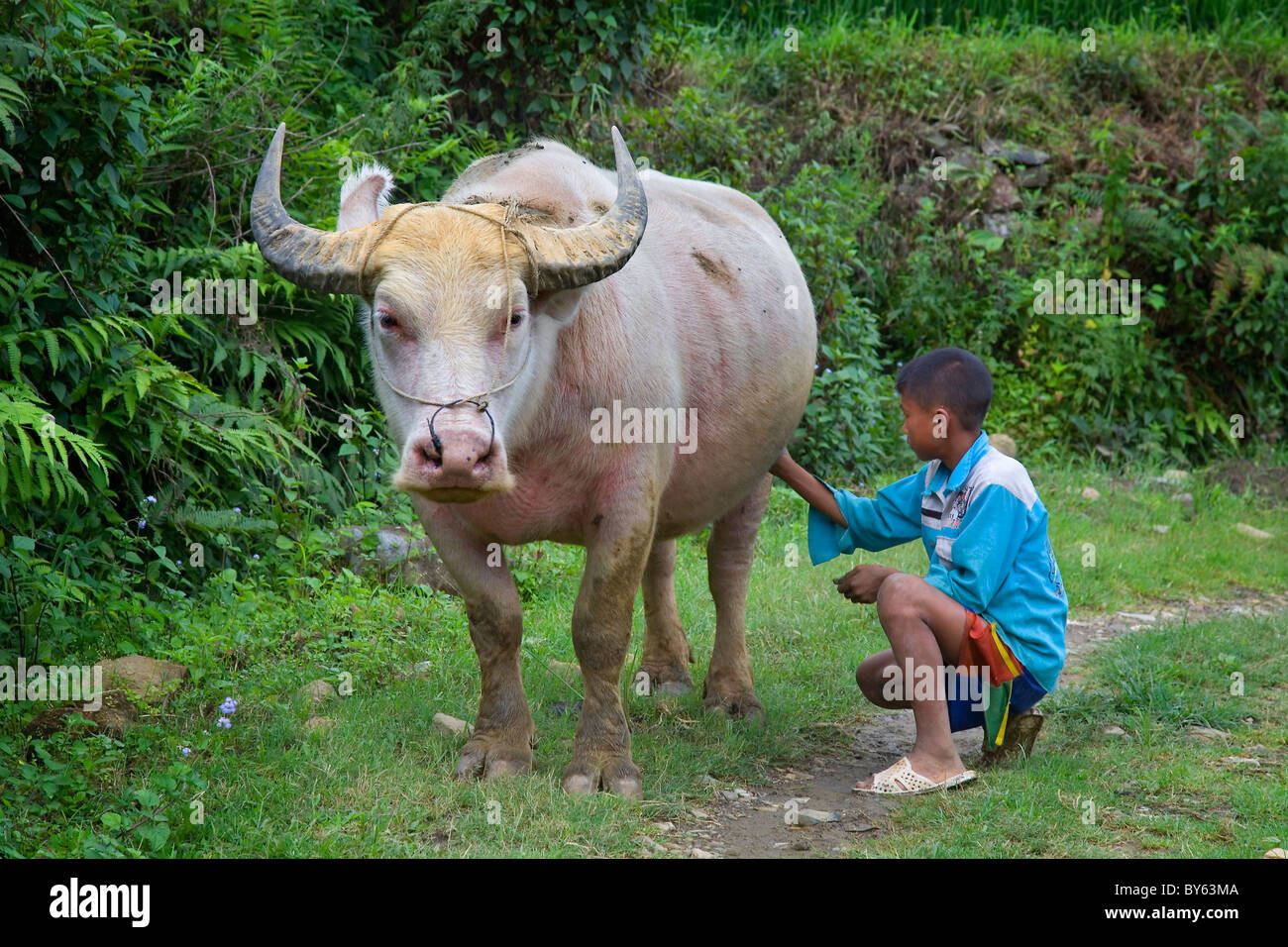boy and domestic Asian water buffalos (Bubalus bubalis) . Cat Cat ...
