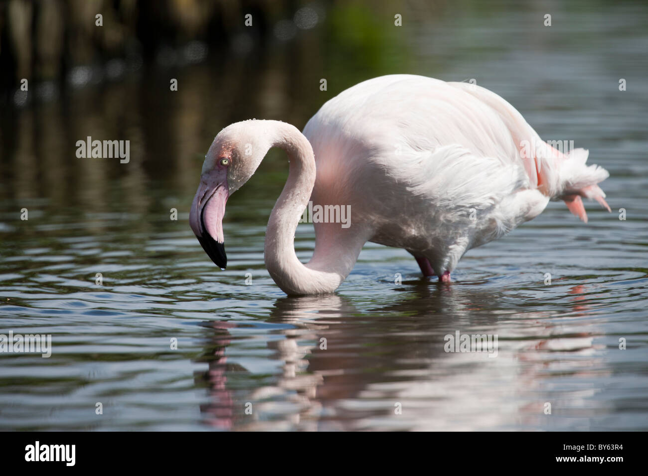 Full size Portrait of a Lesser Flamingo wading in the water searching for fish. Stock Photo