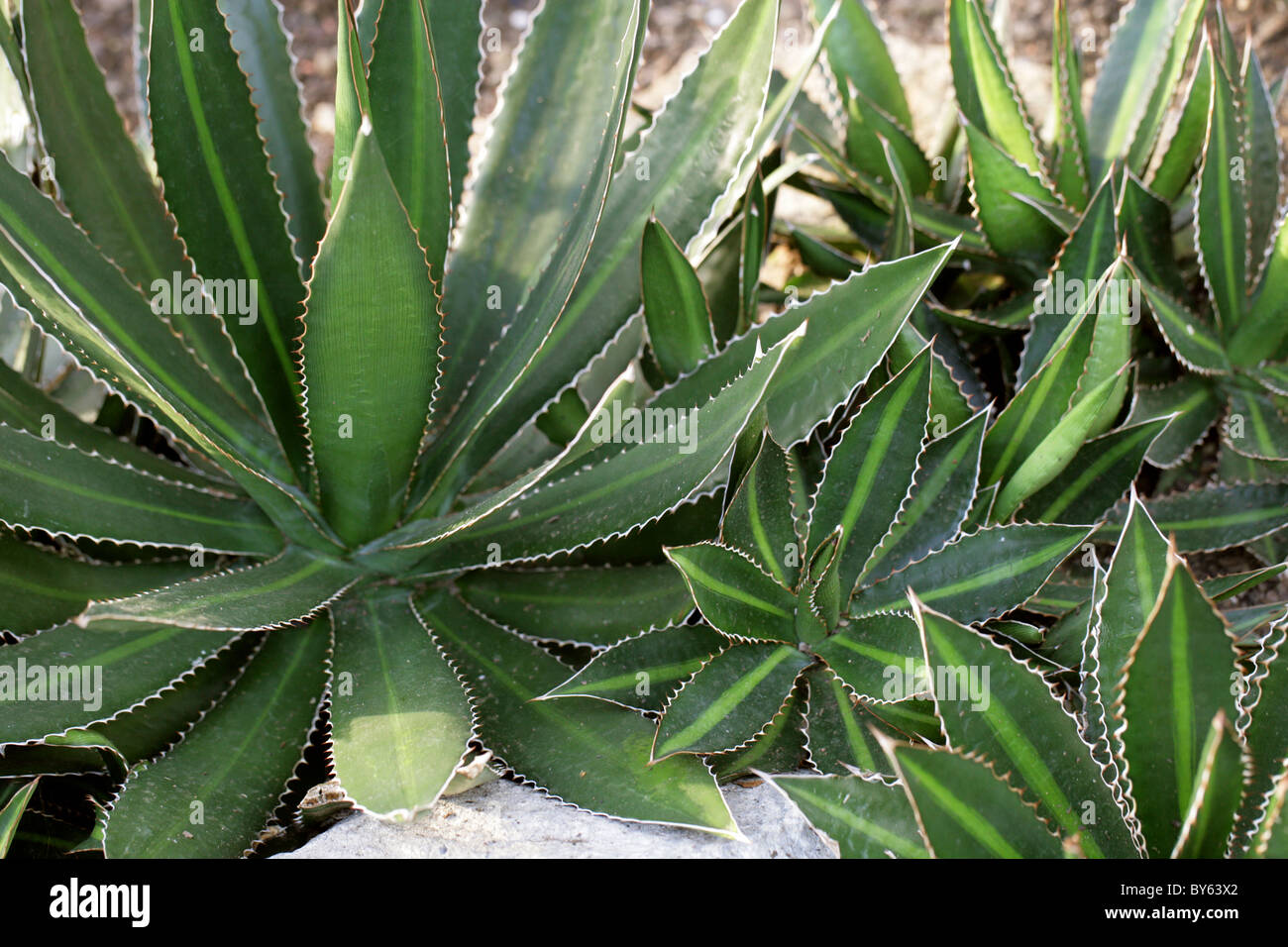 Thorncrest Century Plant or Maguey Mezortillo, Agave lophantha, Agavaceae, Mexico and Southern USA, North America. Stock Photo