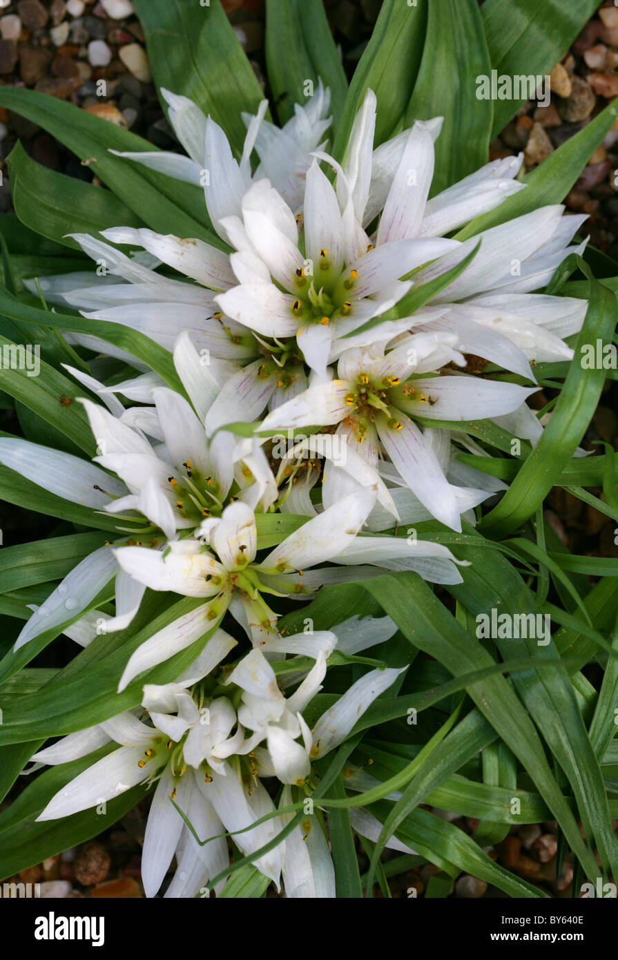 Androcymbium gramineum, Colchicaceae. Spain, Morocco, Mauritania, North Africa. Very rare Stock Photo