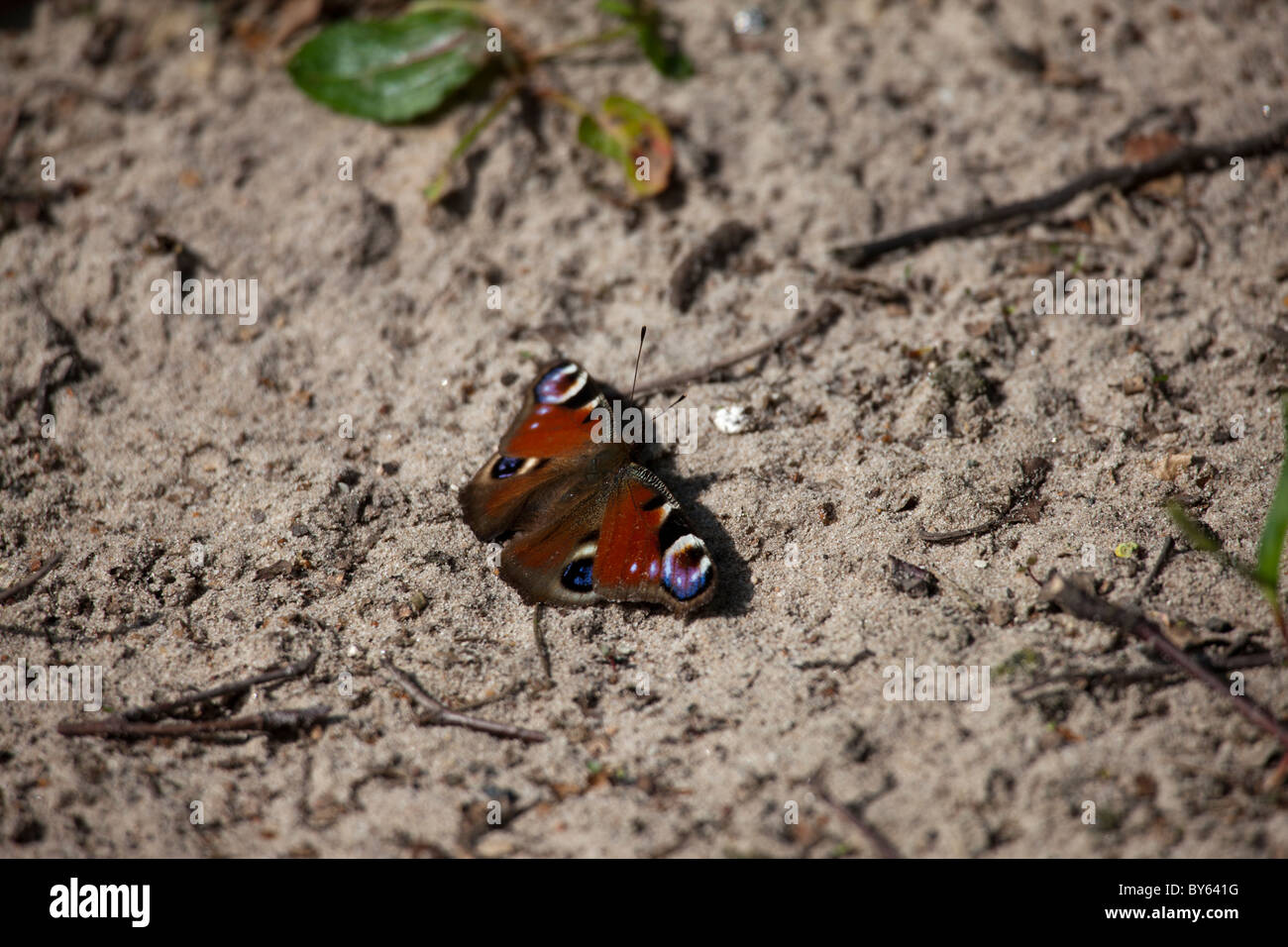 A colourful Peacock Butterfly just landed on the ground Stock Photo - Alamy