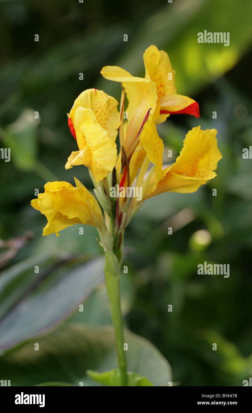 Yellow Canna Lily, Cannaceae. A  Yellow, Red-spotted Flower. Stock Photo