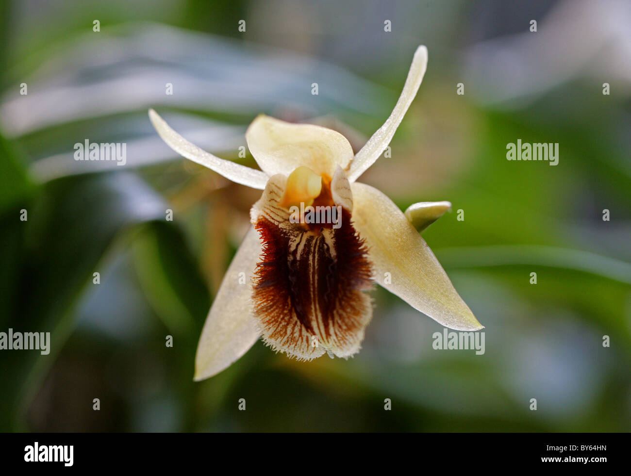 Coel Orchid, Coelogyne fimbriata, Orchidaceae. India, China and South East Asia. aka Pleione Fimbriata. Stock Photo