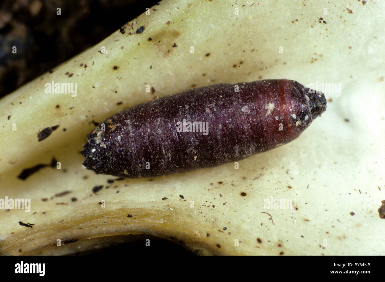 Cabbage root fly pupa parasitised by rove beetle (Aleochara bilineata) Stock Photo