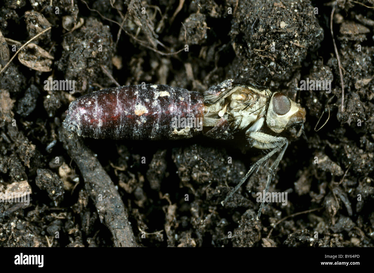 Cabbage root fly (Delia radicum) adult fly emerging from its pupa Stock