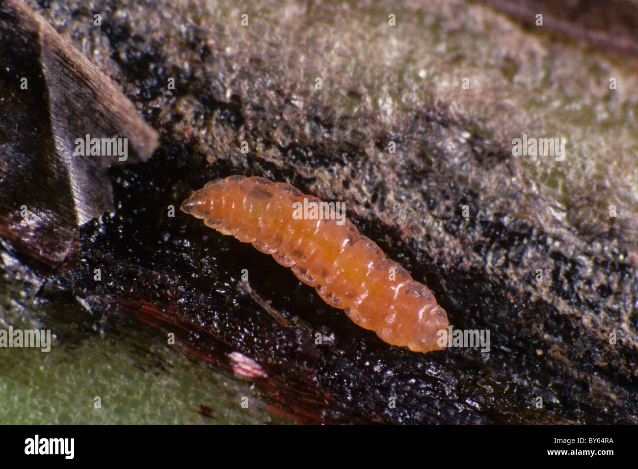 Gall midge (Resseliellia sp.) exposed from field bean stem epidermis Stock Photo