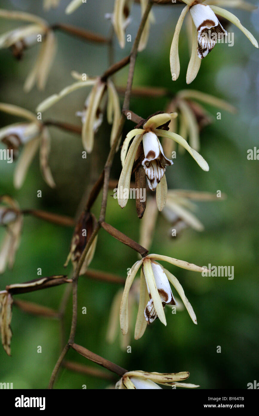 Necklace Orchid, Coelogyne dayana, Orchidaceae. Indonesia, Papua New Guinea, South East Asia. Stock Photo