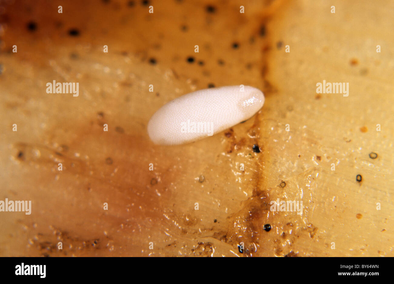 Large narcissus fly (Merodon equestris) egg on Narcissus bulb Stock Photo