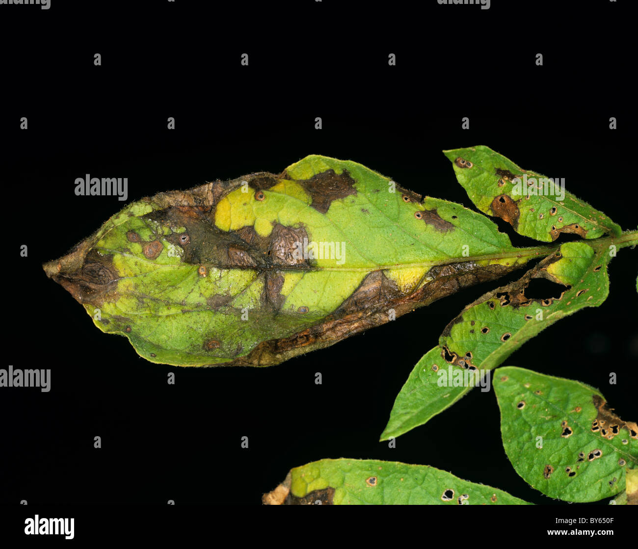 Potato early blight (Alternaria alternata) lesions on a potato leaf Stock Photo
