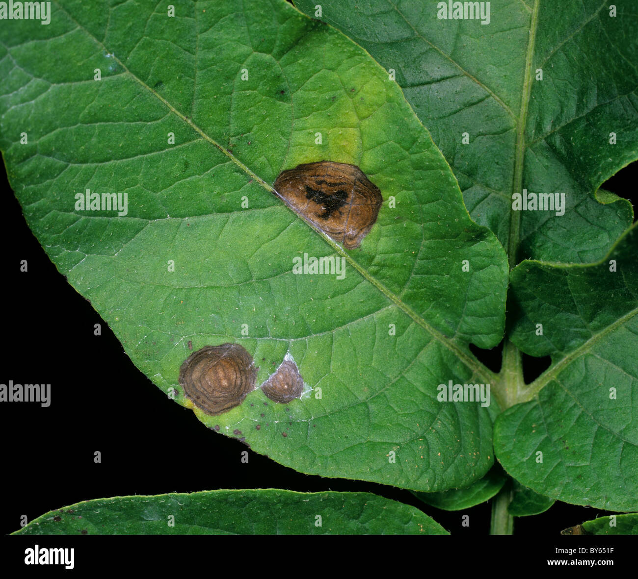 Potato early blight (Alternaria alternata) discreet lesions on a potato leaf Stock Photo