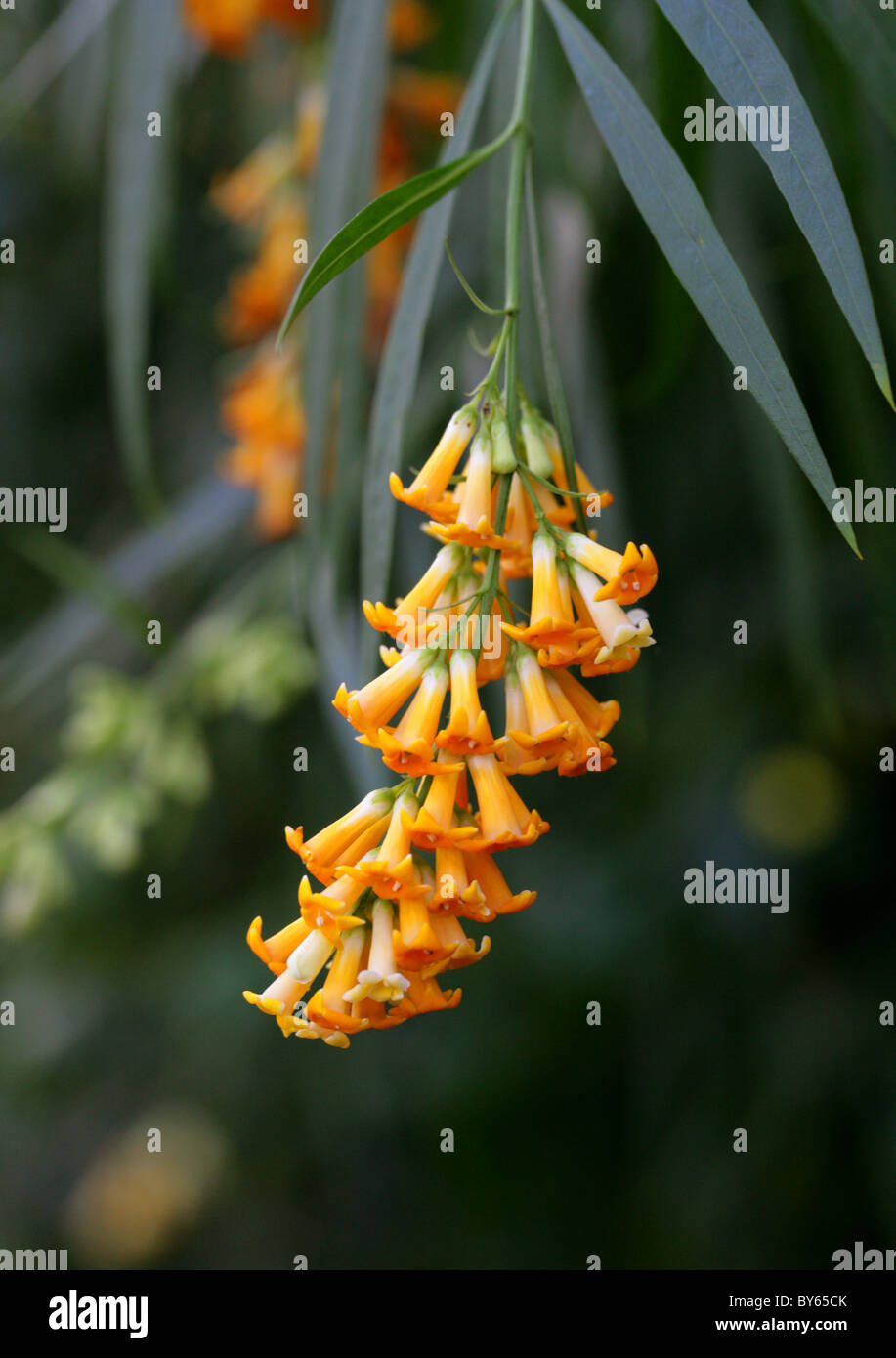 Honeybell Bush or Honeybell Bush, Freylinia lanceolata