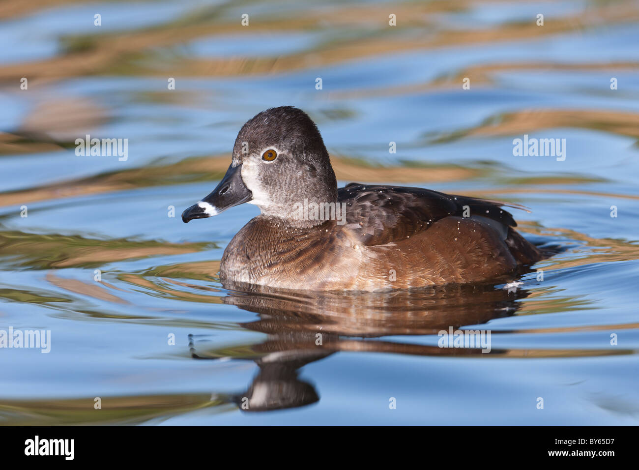 Ring-necked duck, Aythya collaris, female, Stock Photo, Picture And Low  Budget Royalty Free Image. Pic. ESY-013211049 | agefotostock