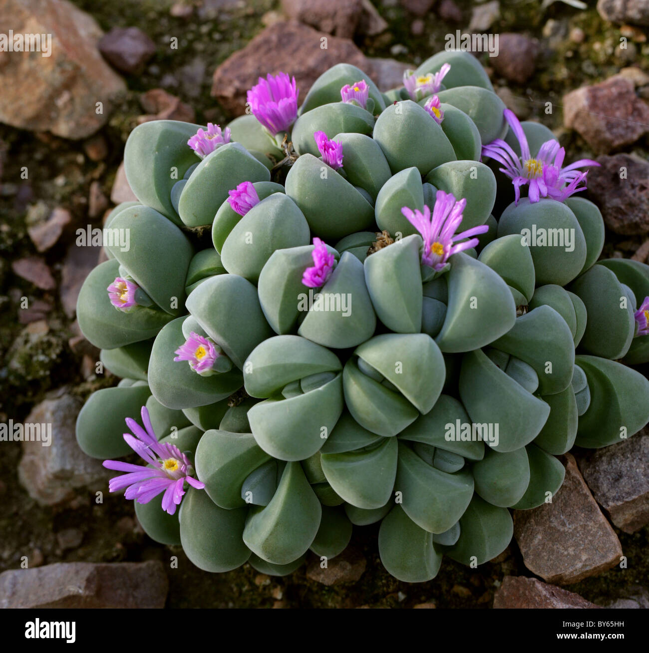 Gibbaeum, Gibbaeum dispar, Aizoaceae, South Africa. Stock Photo