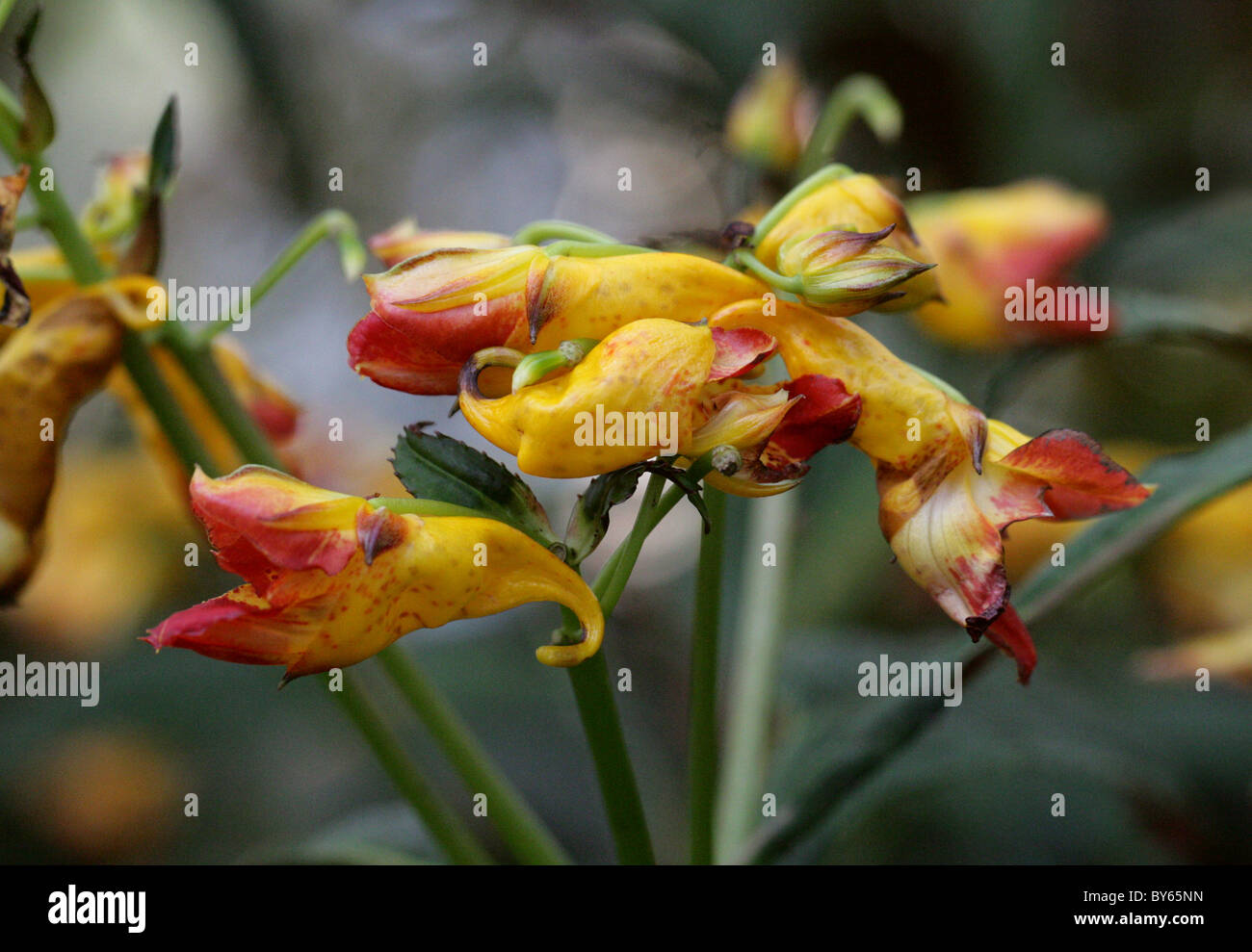 Balsam, Impatiens balansae, Balsaminaceae, China and Vietnam. Stock Photo