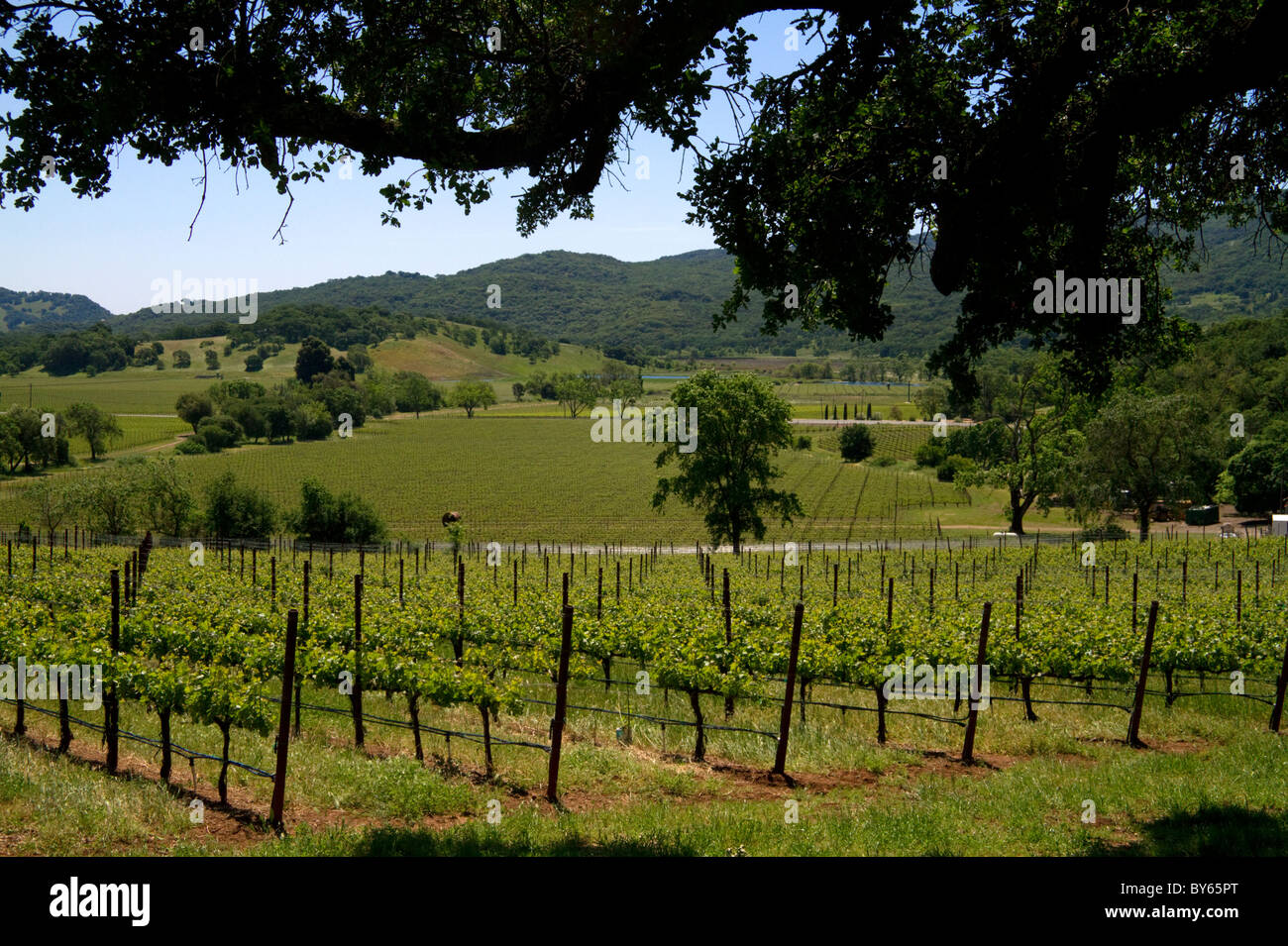 Vineyard in Sonoma Valley, California, USA. Stock Photo