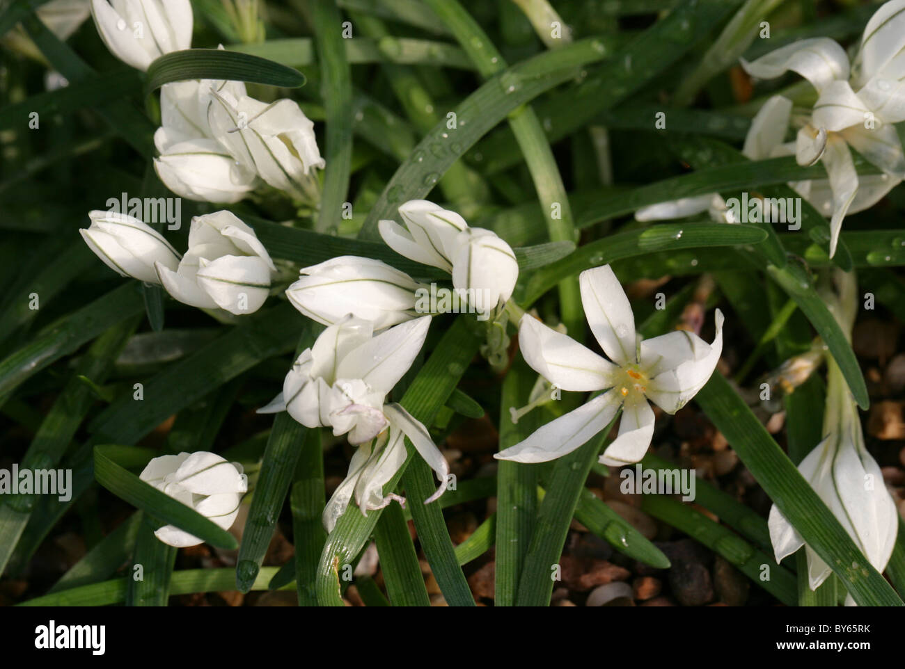 Starflower, Ipheion sessile, Liliaceae, Chile and Uruguay, South America. Syn. Tristagma sessile. Stock Photo