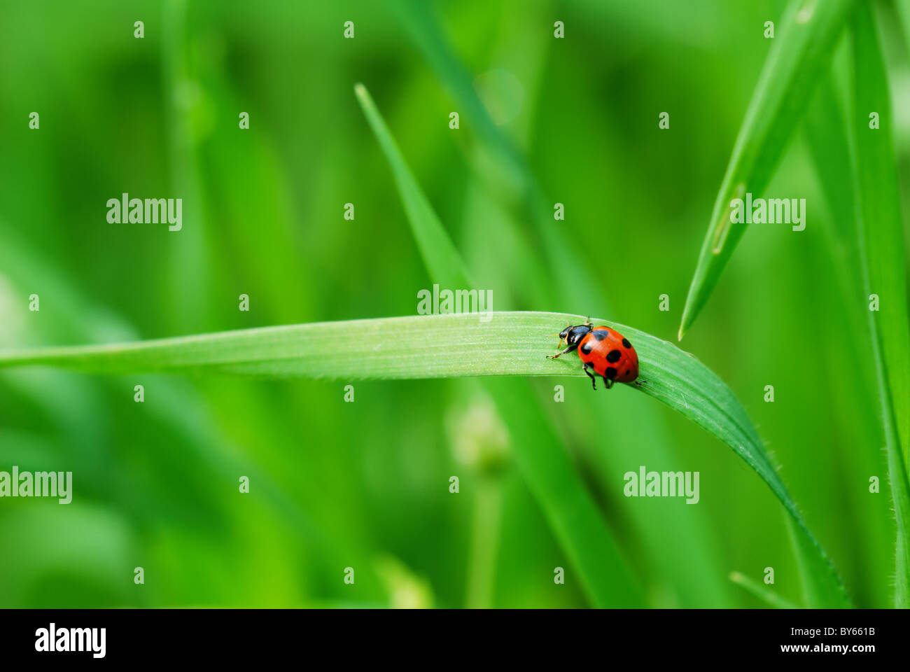 Red spotted Ladybird on green blade of grass (selective focus on ladybird back) Stock Photo