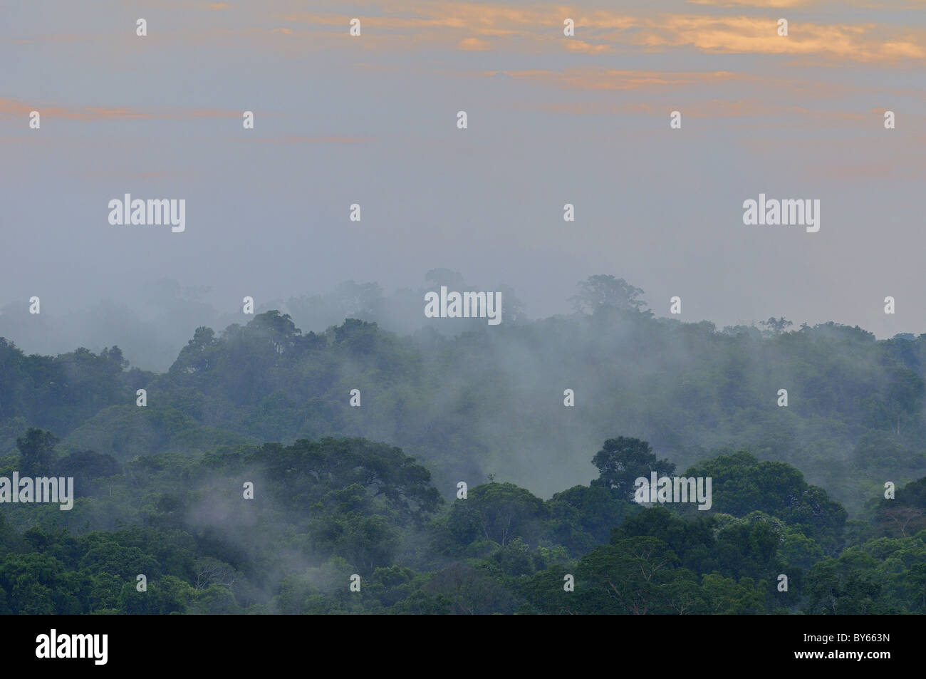 Amazon rainforest canopy hi-res stock photography and images - Alamy