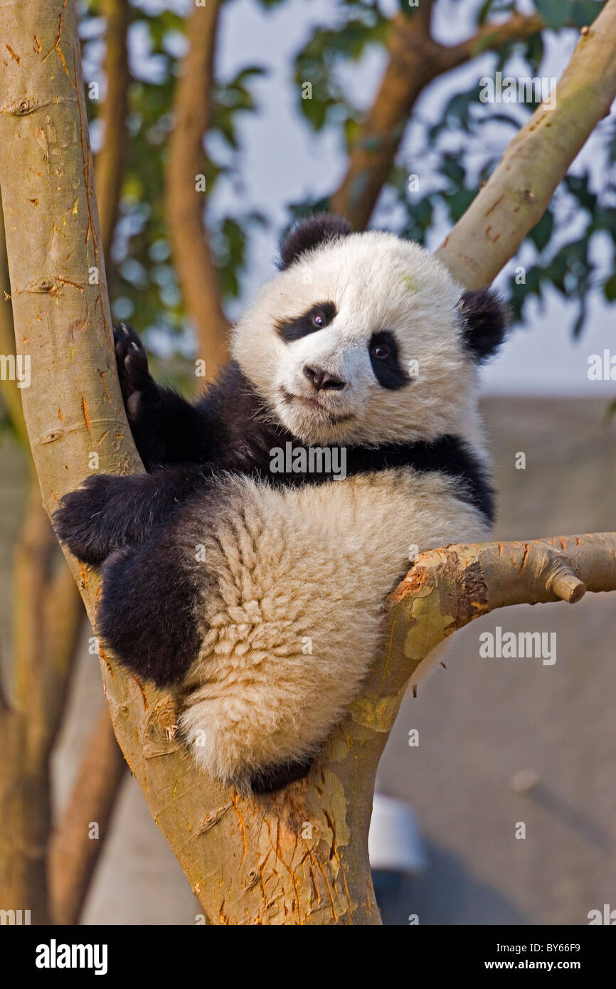 Young Giant Panda cub in tree at Chengdu Research Base of Giant Panda ...