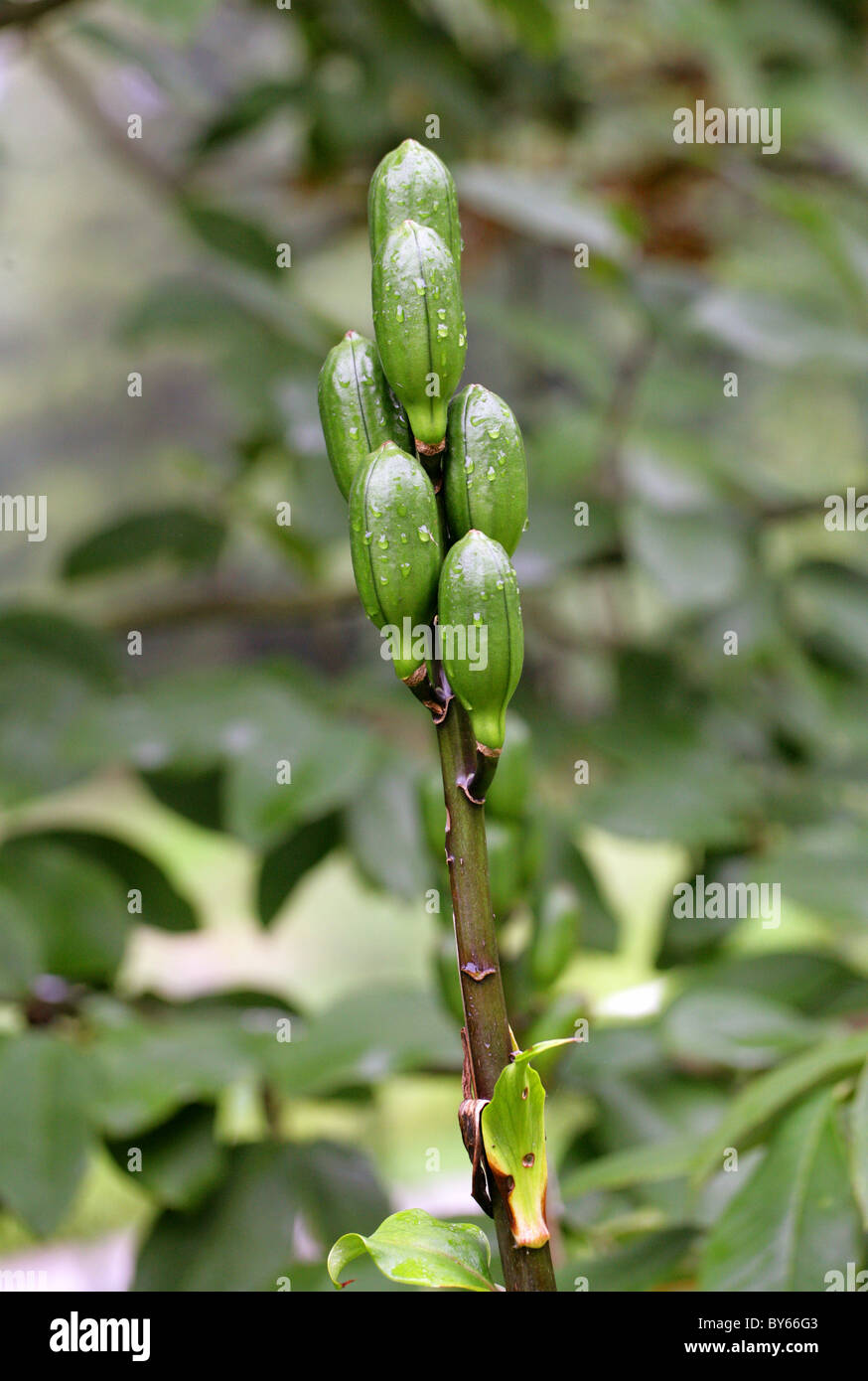 Seed Pods of the Giant Himalayan Lily, Cardiocrinum giganteum, Liliaceae, Himalayas, Asia. Stock Photo