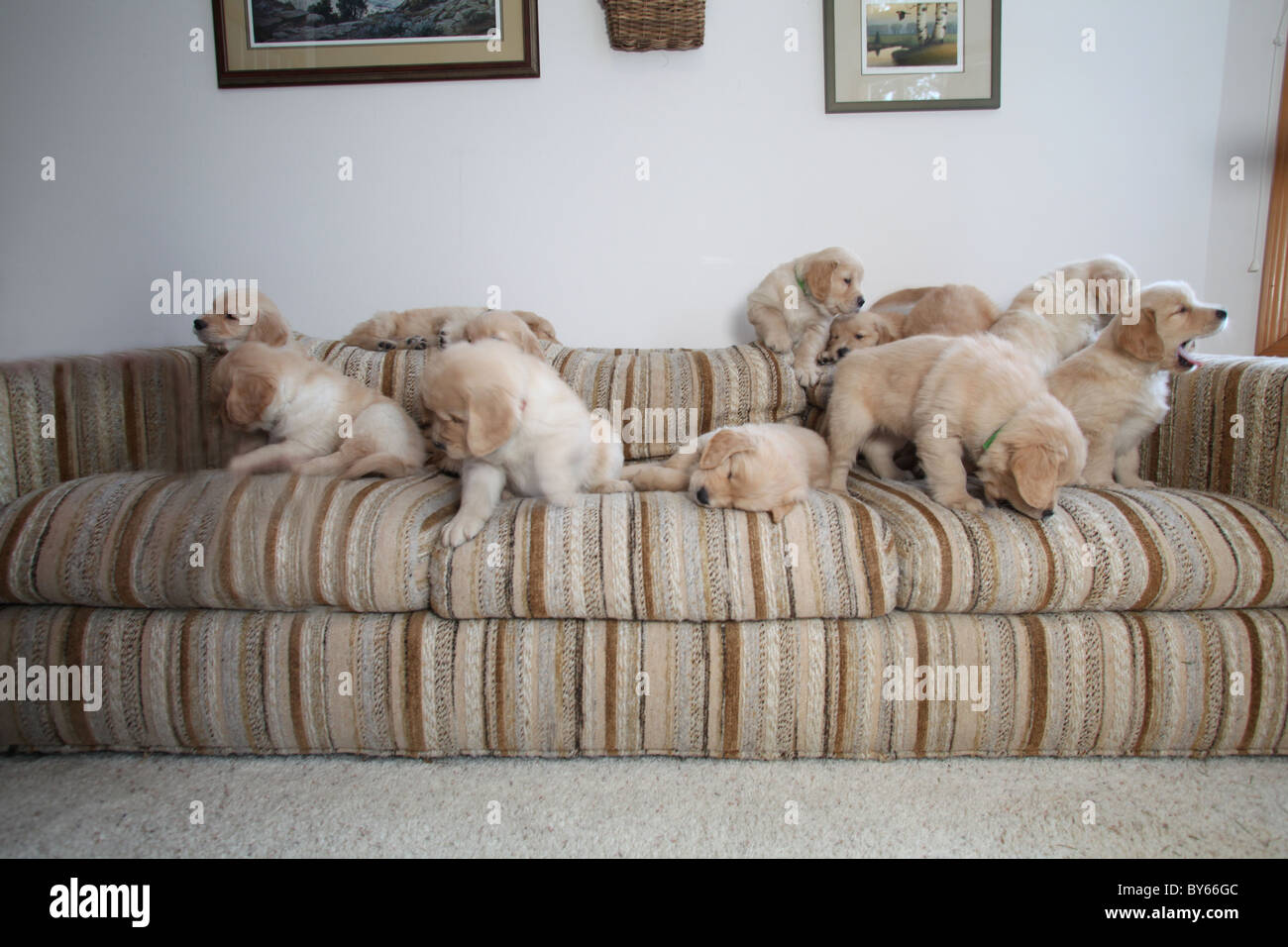 large group of golden retriever puppies playing on sofa Stock Photo