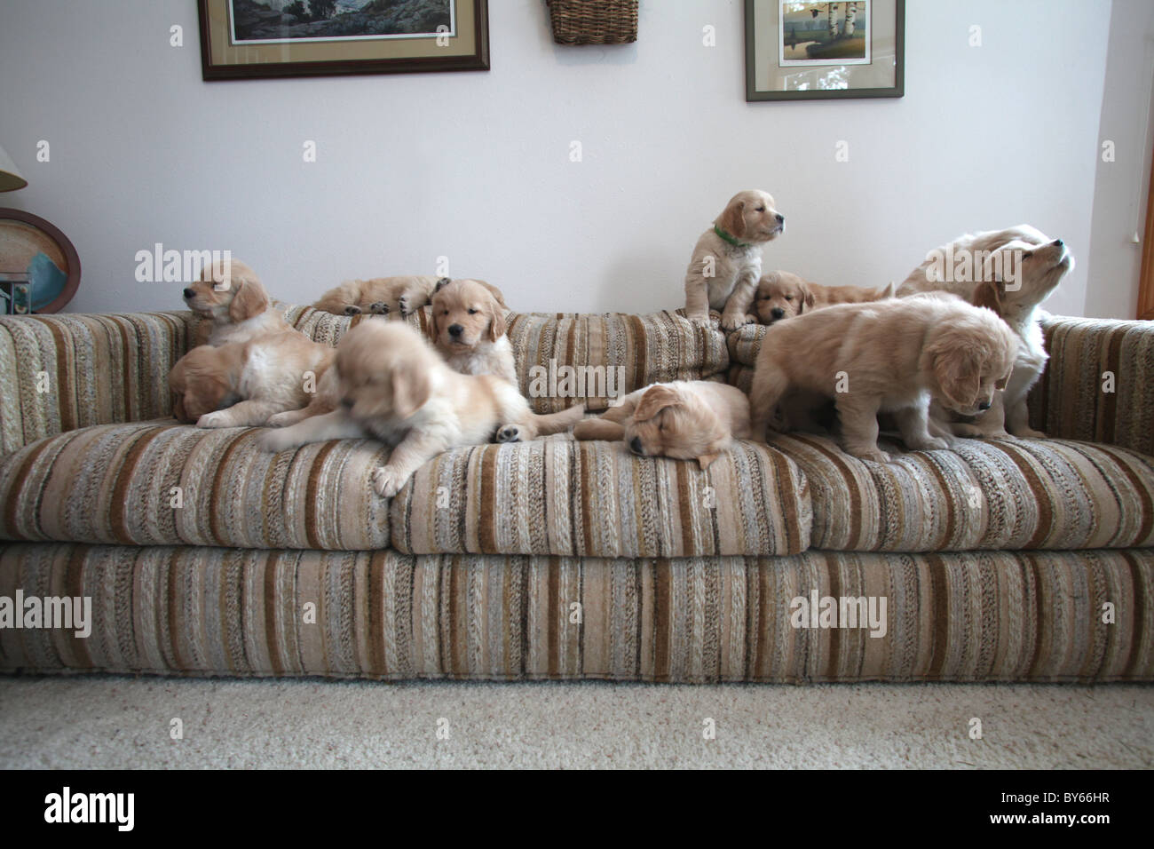 large group of golden retrievers puppies sitting on couch Stock Photo