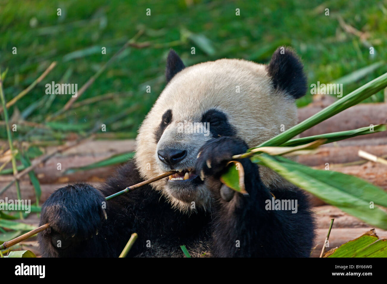 Giant Panda feeding on bamboo at Chengdu Research Base of Giant Panda Breeding, China. JMH4388 Stock Photo