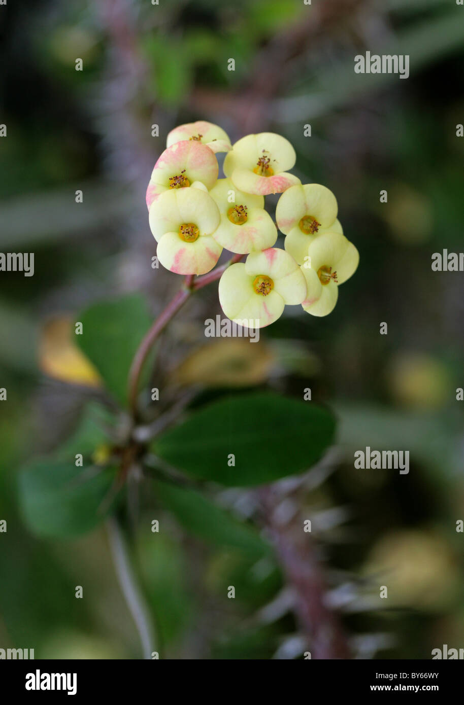 Euphorbia milii var. imperatae, Euphorbiaceae, Madagascar, Africa. Stock Photo