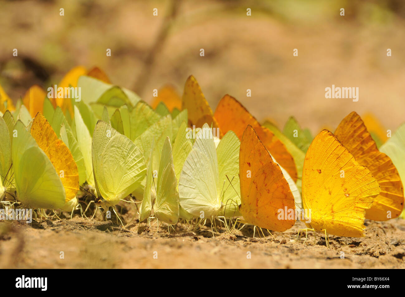 Butterflies in the amazon in brasil stock photo alamy