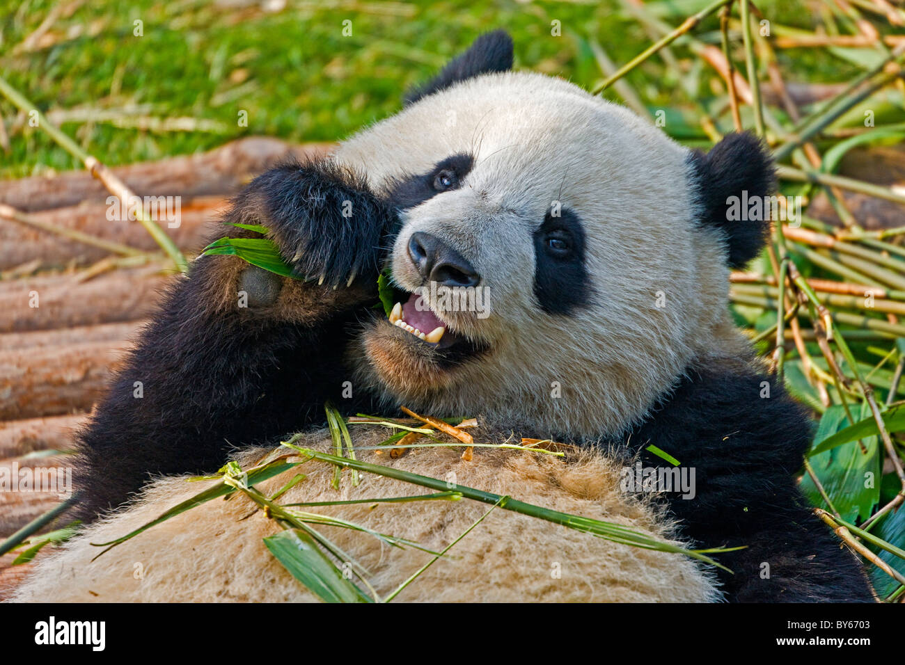 Chengu panda hi-res stock photography and images - Alamy