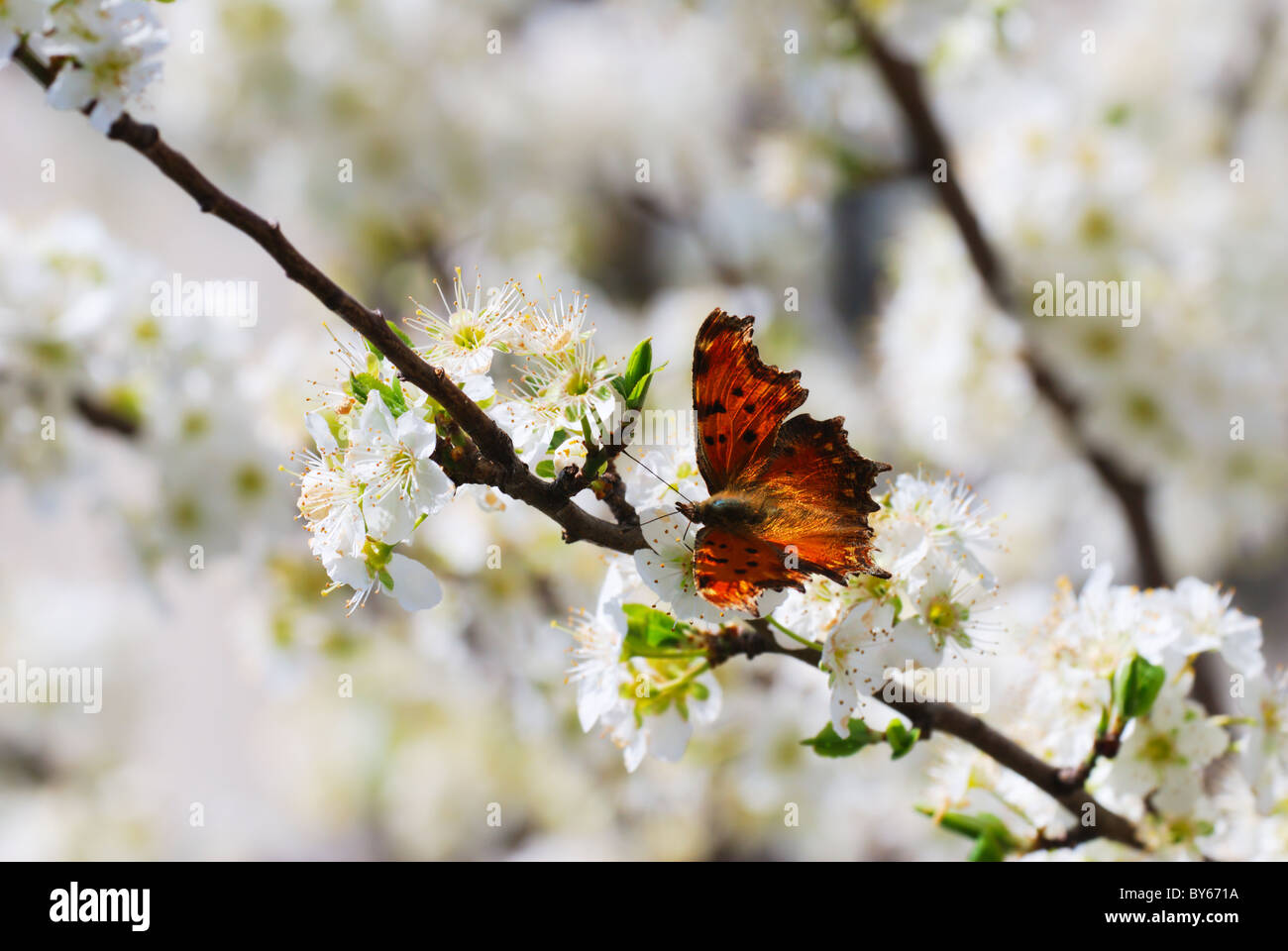 Small tortoiseshell (Nymphalis sp) butterfly on white springtime blossom Stock Photo