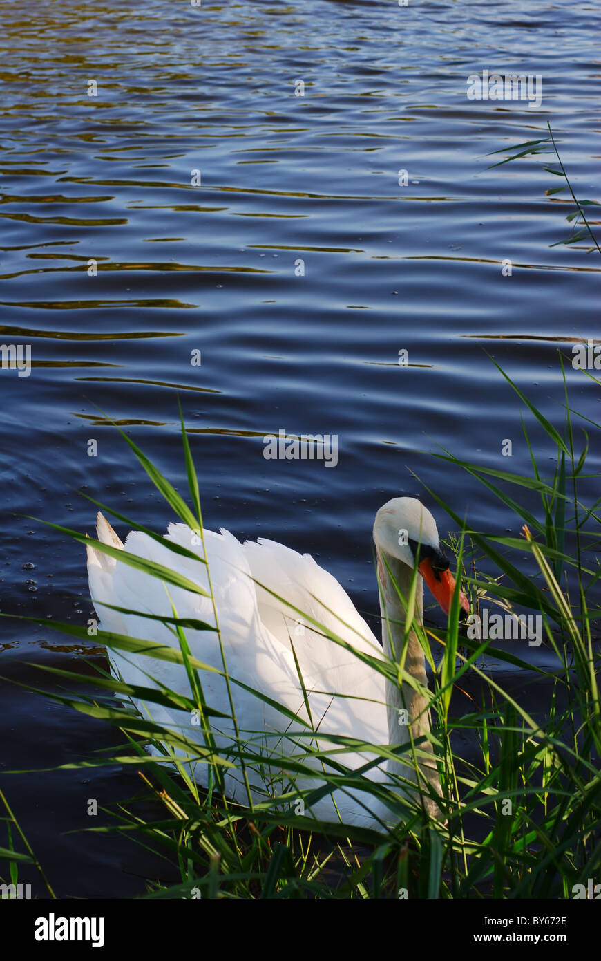 Lonely white swan among water vegetation Stock Photo