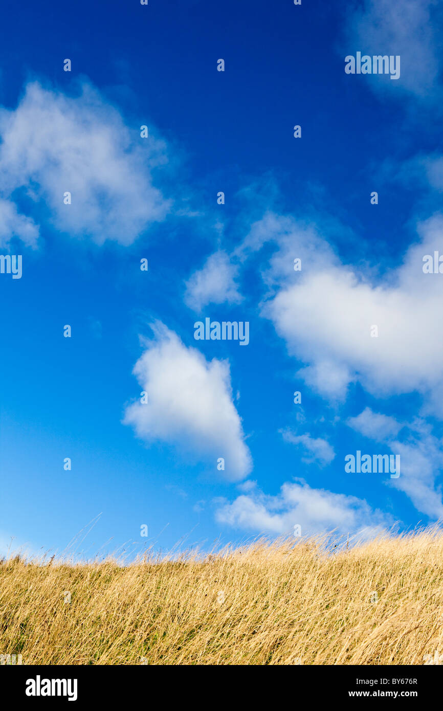 Field of tall grass against blue sky Stock Photo - Alamy