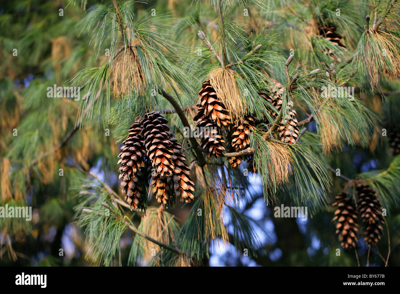 Bhutan Pine, Pinus wallichiana, Pinaceae, Central and Eastern Himalayas and Nepal Stock Photo