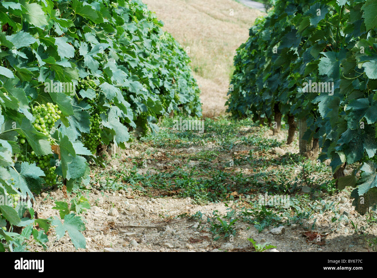 Vineyard with small green grapes on plant Stock Photo
