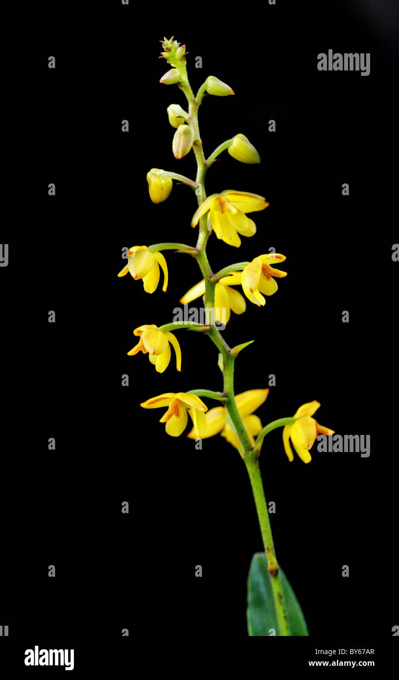Hairy-lipped Polystachya, Polystachya pubescens, Orchidaceae, South Africa Stock Photo