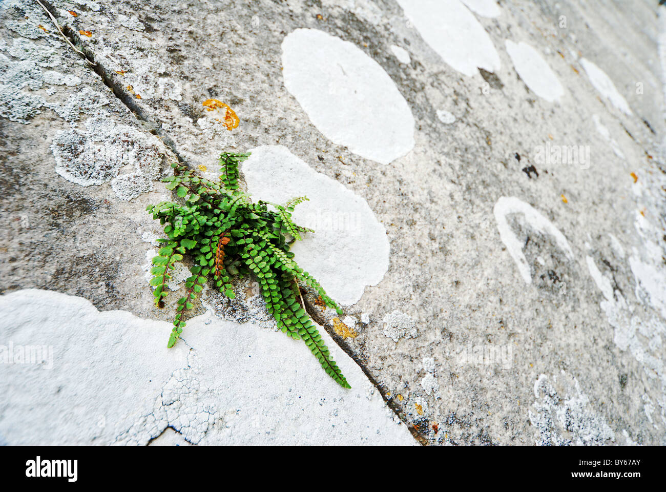 Bright green fern growing on old stone wall Stock Photo