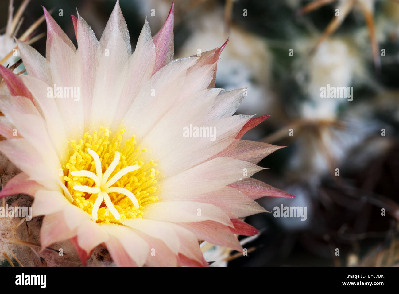 Pale pink Coryphantha cactus flower Stock Photo
