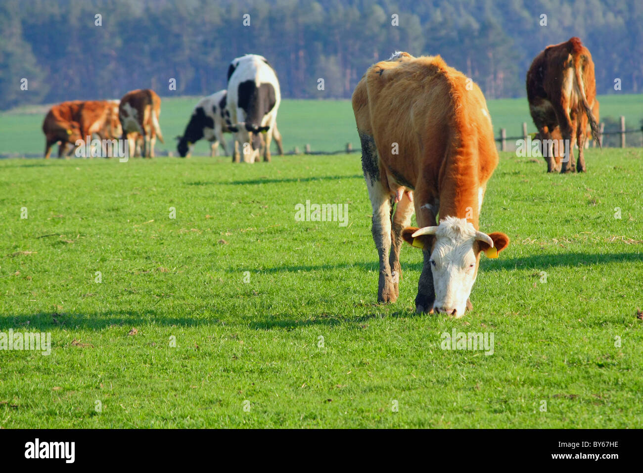 cows out at grass Stock Photo