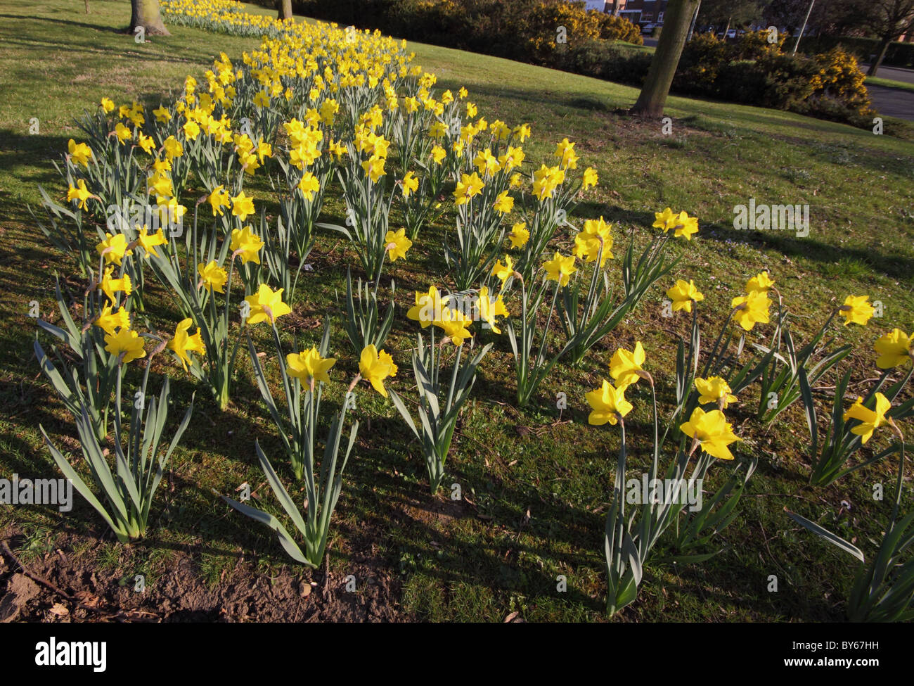 A drift of springtime daffodils Stock Photo Alamy
