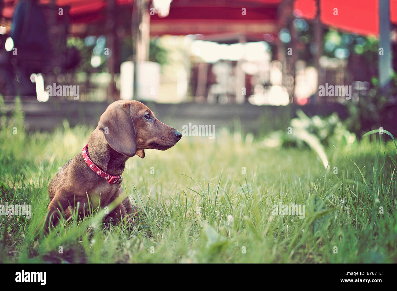 portrait of adorable young dog in the grass Stock Photo - Alamy