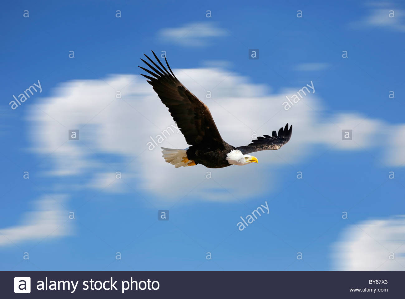 White Head Eagle Flying Fast Bird Over The Sky Stock Photo