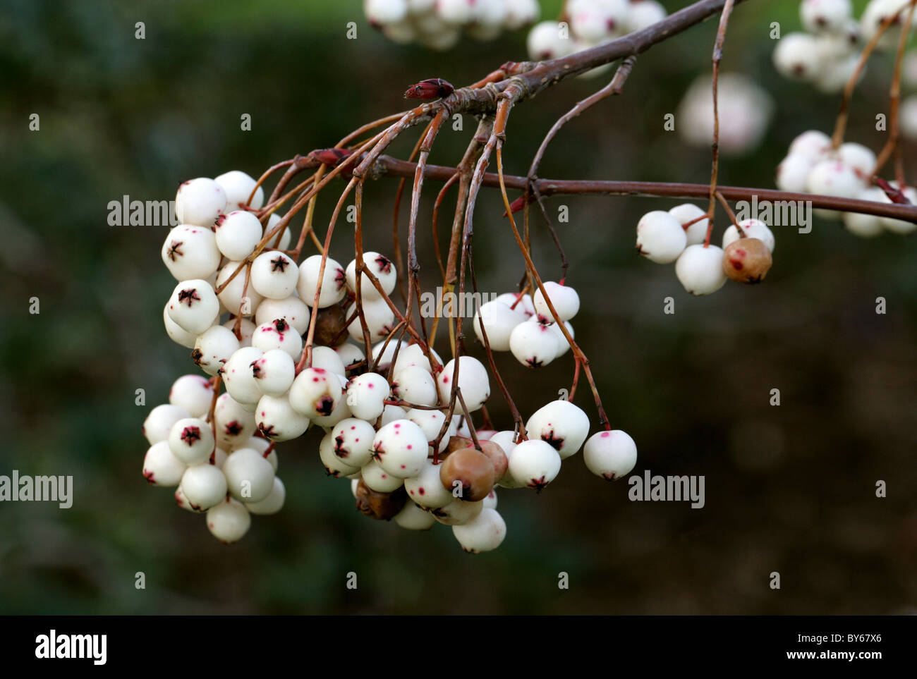 Mountain Ash, Sorbus gonggashanica, Rosaceae, China. Stock Photo
