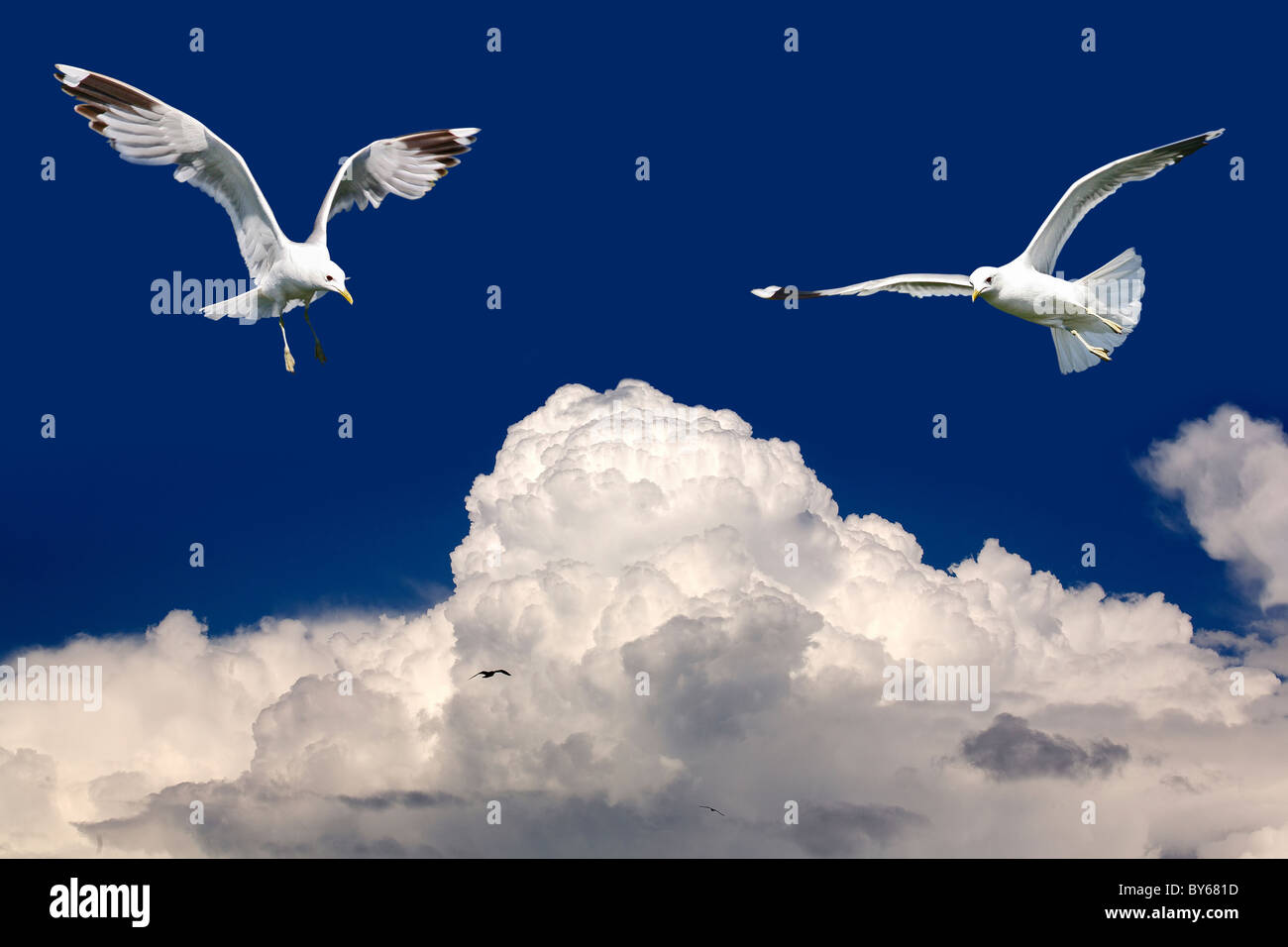 Birds fly in the blue sky Stock Photo - Alamy